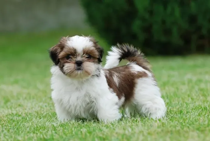 Cachorro