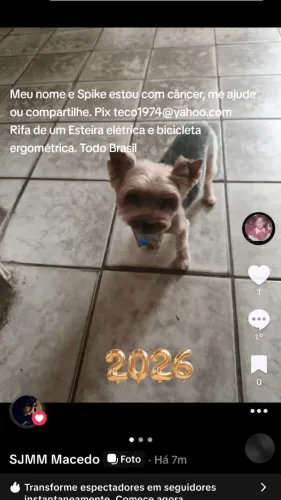 Yorkshire Terrier precisa de ajuda