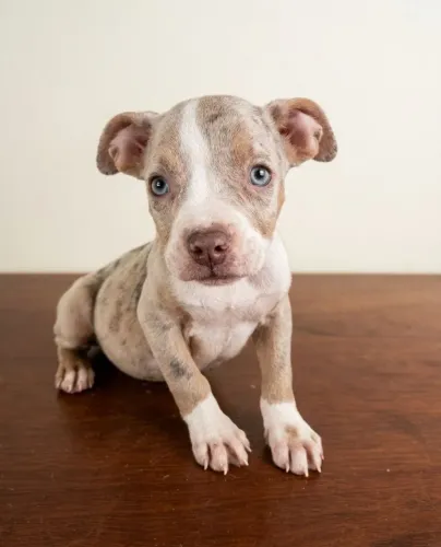 American Bully - Pedigree e Vacinado
