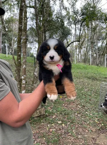 Bernese Mountain Dog | Filhotes Disponíveis para Reserva