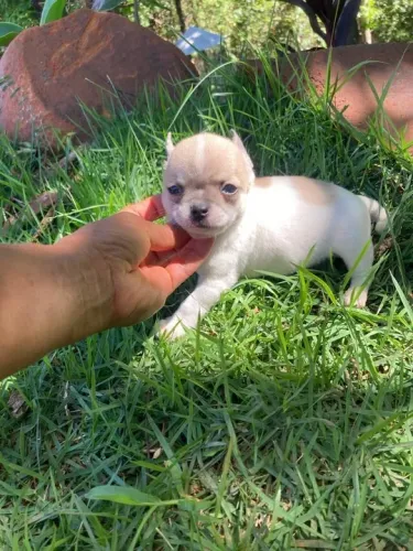 Chihuahua filhote