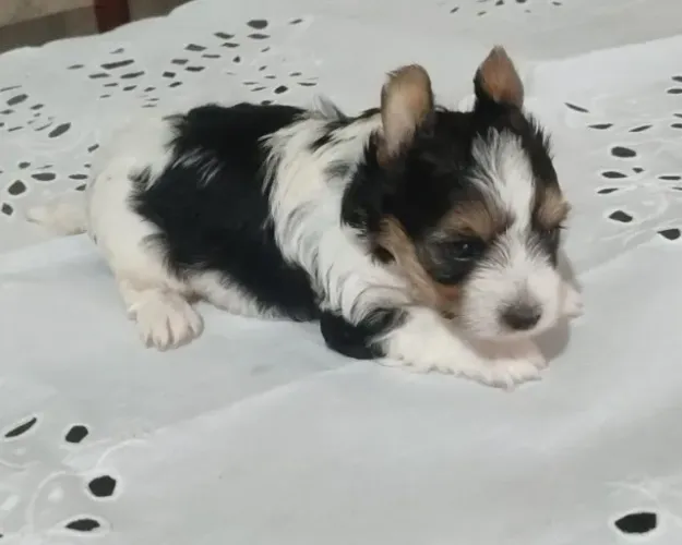 Biewer Terrier Mini Macho Obediente e Amoroso
