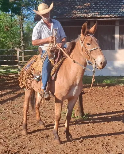Vendo burro domado no gado.