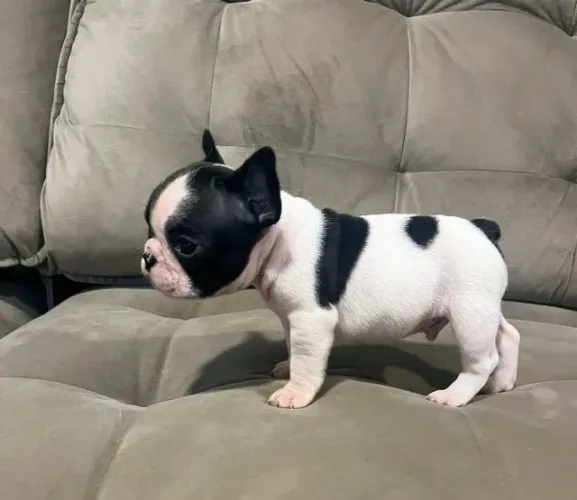 Bulldog Francês Espera por Você!