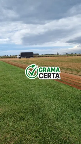 Grama São Carlos Plus - Grama Natural