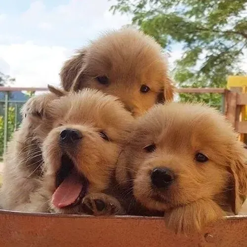 Golden Retriever Lindos filhotes, já vacinados, á pronta entrega