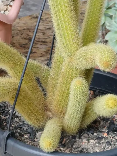 CACTOS RABO DE GATO
