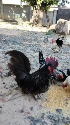 Vende se galinhas Nagasaki