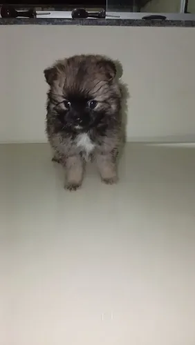 Spitz alemão fêmea