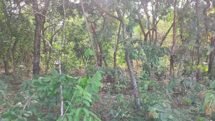 Terreno 1.0 ha (10.000 m²) - Chácara das mansões