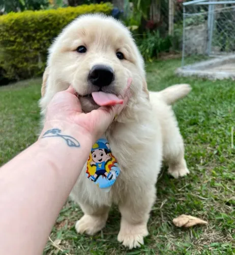 Golden com 55 dias vacinado lindo