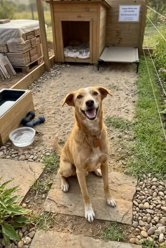 Doação de cachorro ?
