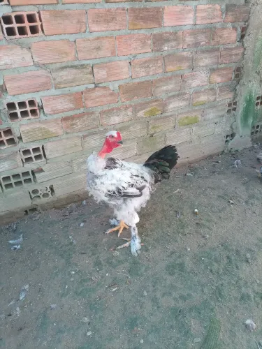 Galo Brahma lite 7 meses de vida