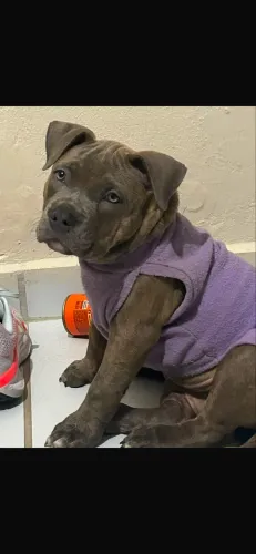 American bully fêmea filhote 