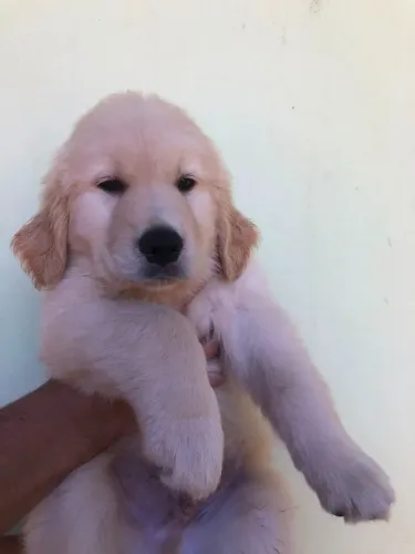 Filhotes de Golden Retriever Machos!