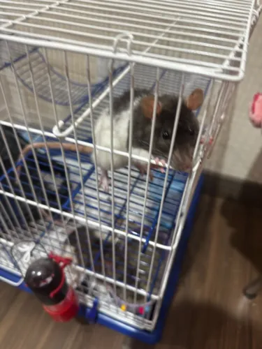 Doação de Rato Twister