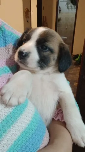 Cachorrinha para adoção