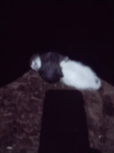 Doação gato