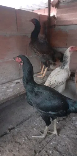 Frangas indias