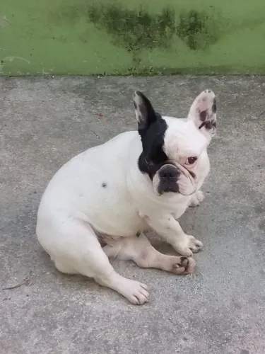 Bulldog francês
