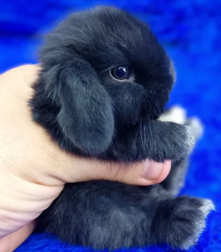 Mini coelho Lop Uruguai(Black)