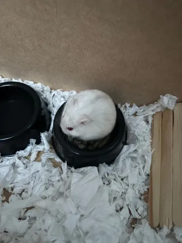 hamster chinês