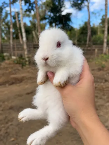 Coelho albino (filhote)