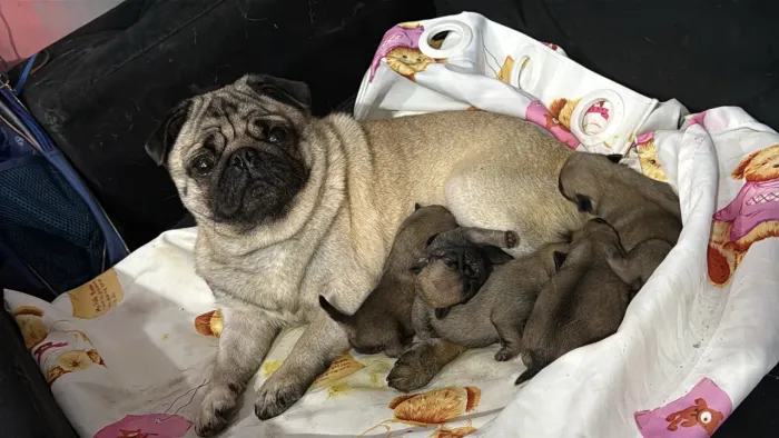 Vendo lindos filhotes da raça Pug *