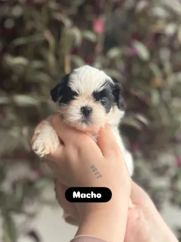 Shih Tzu macho mini