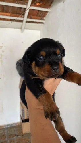 Vendo filhotes de rottweiler pronta entrega