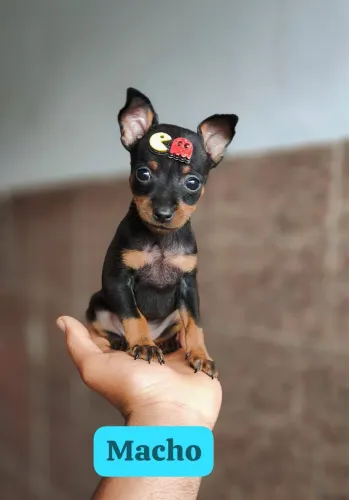 Pinscher com assistência 