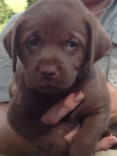 Labrador amoroso
