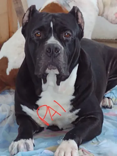 Filhote de Pitbull Fêmea 