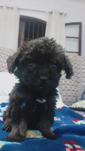 Vendo poodle toy 