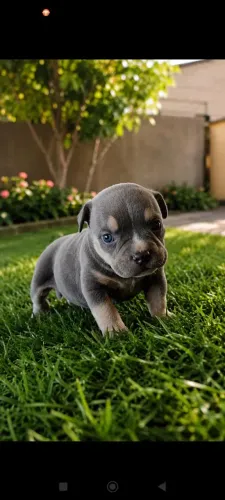 American Bully disponível para venda 