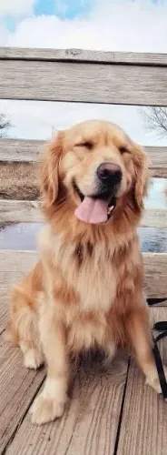 Golden Retriever com 1 ano