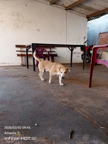 Doação de cachorro 