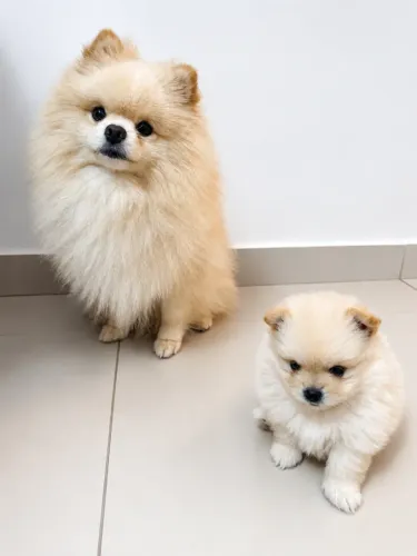 Filhote de Spitz Alemão (Lulu da Pomerânia) Lindo! 