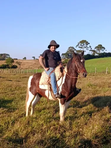Cavalo pampa