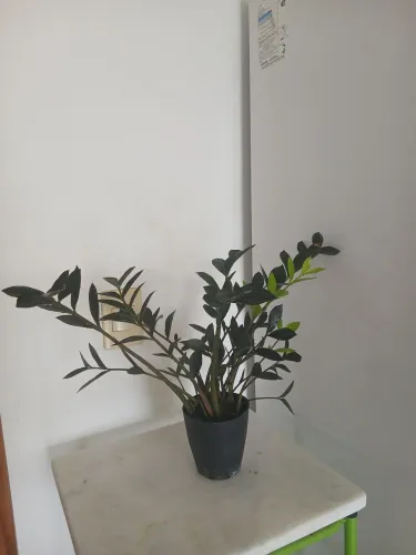 Planta mino