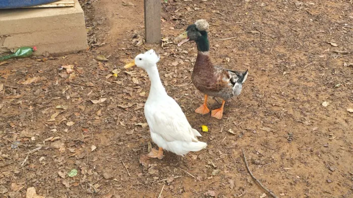 VENDO LINDOS MARRECOS POMPOM