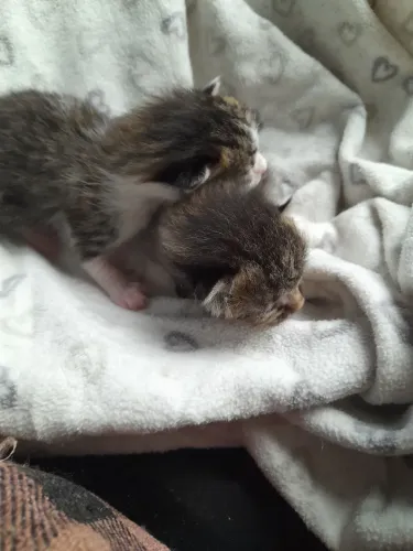 Gatinhos precisando de pet milk *pinhais