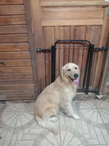 Golden fêmea vendo ou troco 