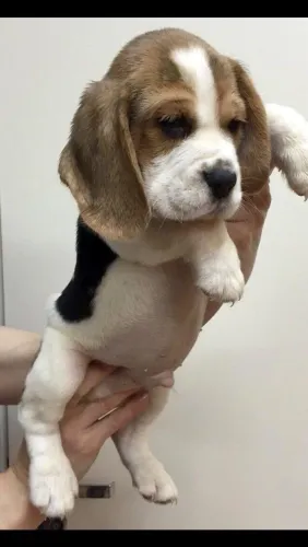 Beagle alegre e brincalhão