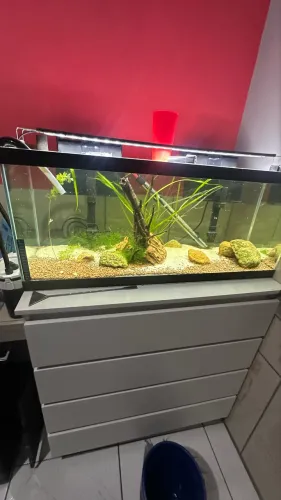Aquário de 100L pra sair rápido