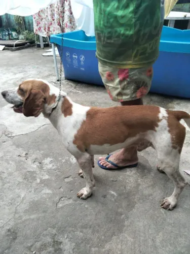 Cachorro