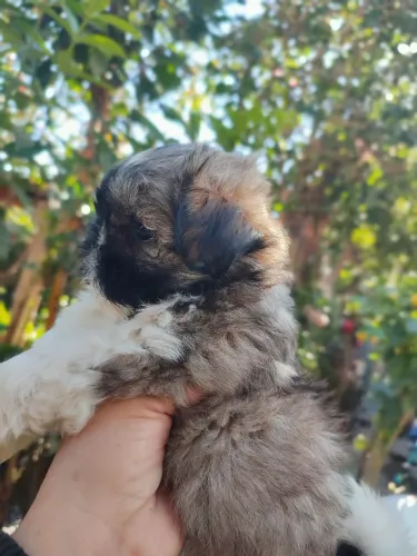 Shih Tzu fêmea