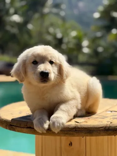 Goldinhos mais lindos