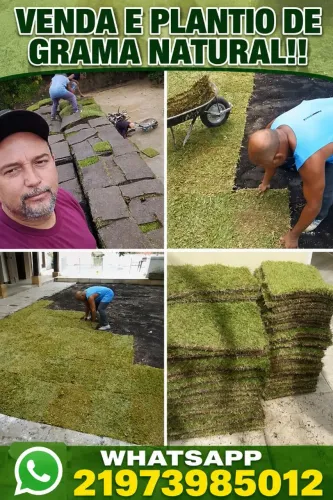 Grama Esmeralda Natural Plantio e Venda!!