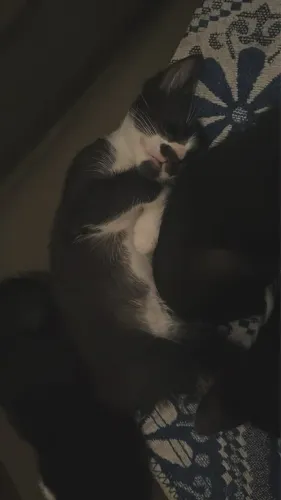 Gatinhos para adoção 